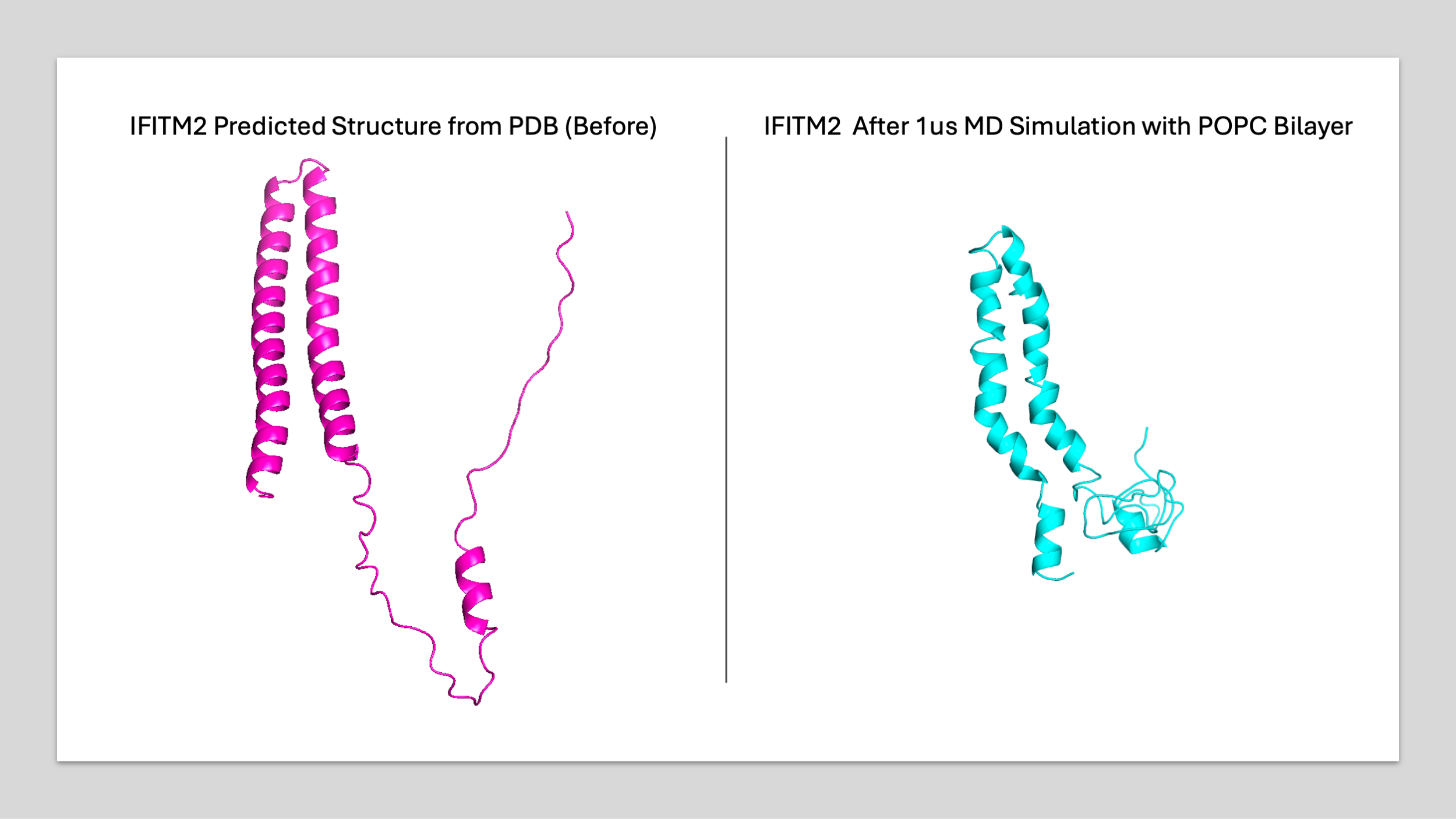 IFITM2 atomistic structure before and after simulation